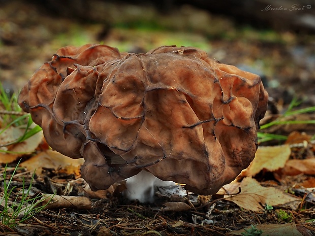 ušiak mitrovitý Gyromitra infula (Schaeff.) Quél.