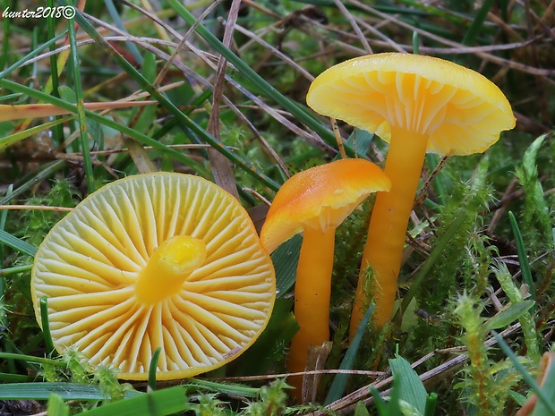 lúčnica vosková Hygrocybe ceracea (Wulfen) P. Kumm.