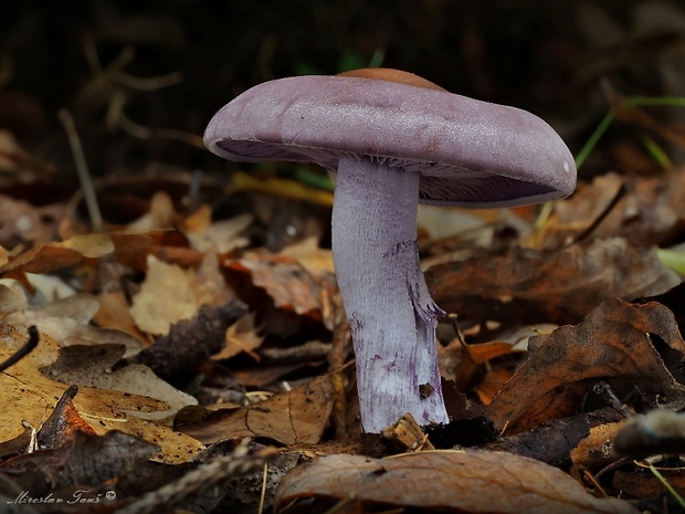 pôvabnica fialová Lepista nuda (Bull.) Cooke