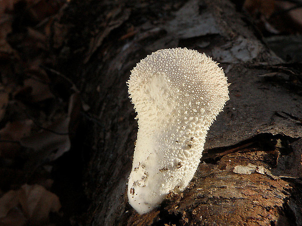 prášnica bradavičnatá Lycoperdon perlatum Pers.