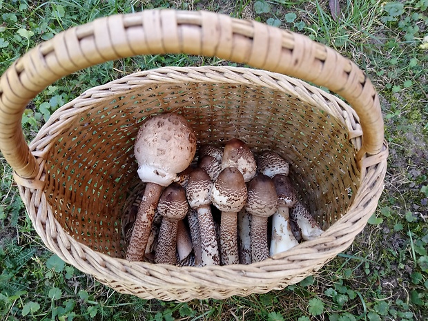 bedľa vysoká Macrolepiota procera (Scop.) Singer