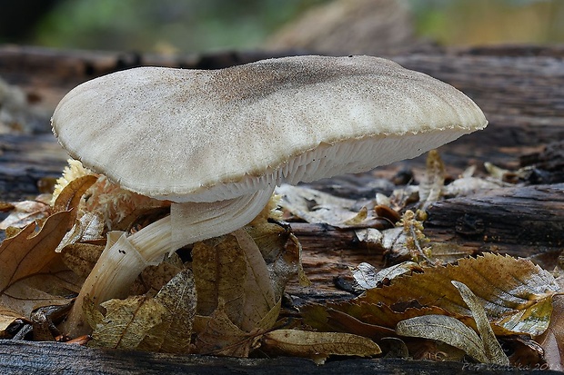 štítovka šupinkatá Pluteus ephebeus (Fr.) Gillet