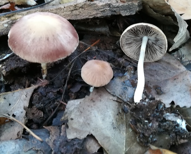 drobuľka Psathyrella sp.