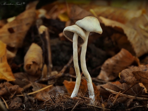 holohlavec český Psilocybe bohemica Šebek