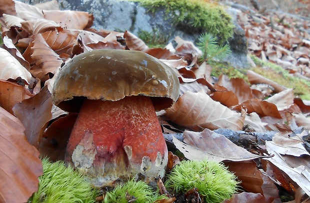 hríb zrnitohlúbikový Sutorius luridiformis (Rostk.) G. Wu & Zhu L. Yang