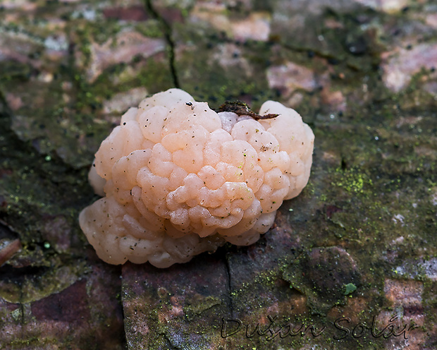 rôsolovka priesvitná Tremella encephala Willd.