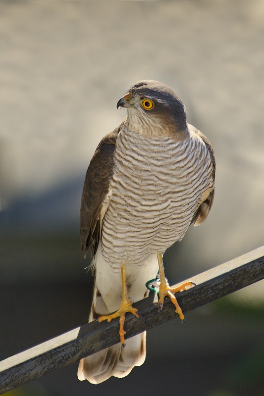 jastrab krahulec Accipiter nisus