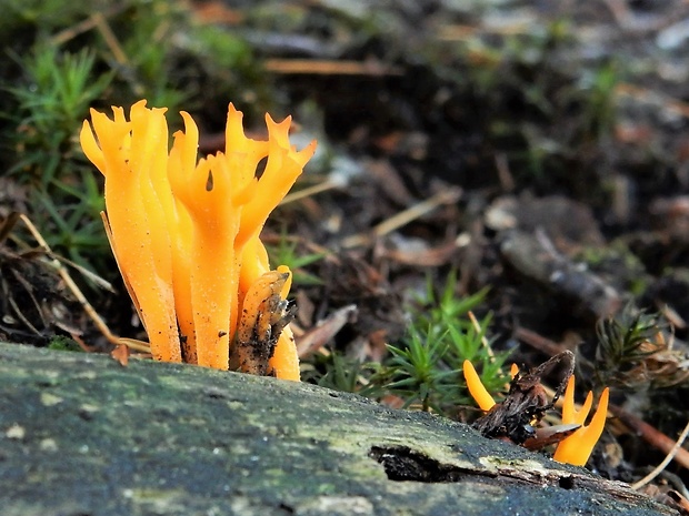 parôžkovec lepkavý Calocera viscosa (Pers.) Fr.