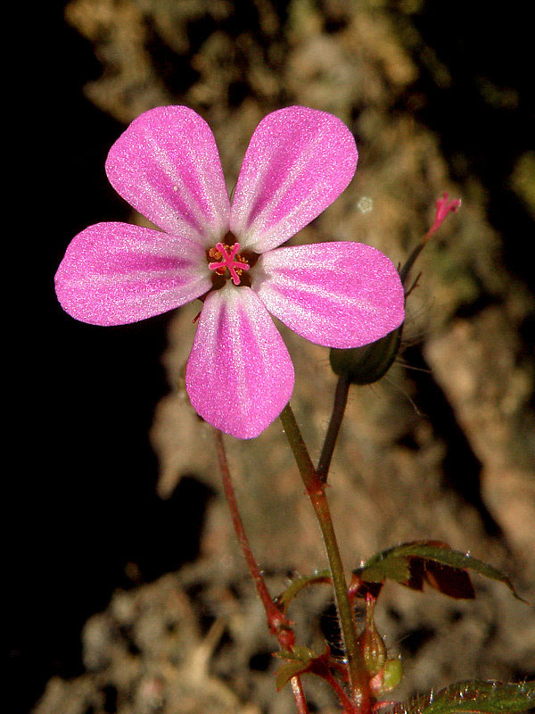 pakost smradľavý Geranium robertianum L.