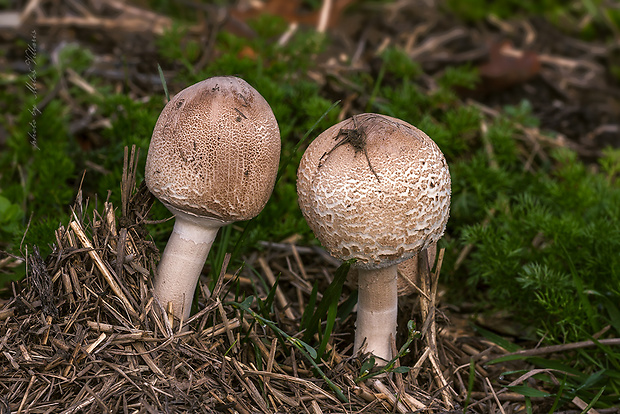 bedľa štíhla Macrolepiota mastoidea (Fr.) Singer