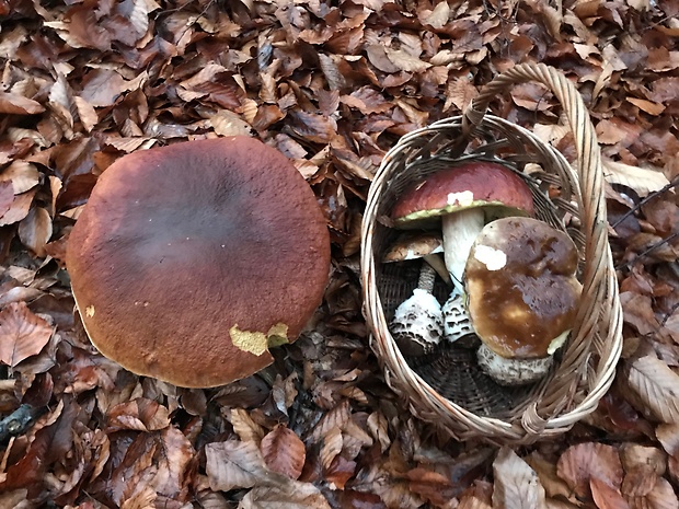 hríb smrekový Boletus edulis Bull.