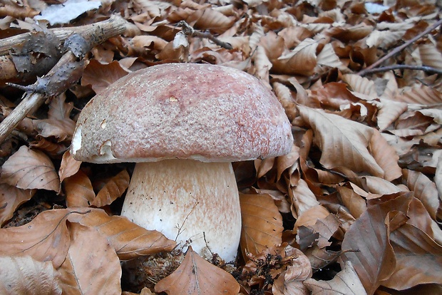 hríb sosnový Boletus pinophilus Pil. et Dermek in Pil.