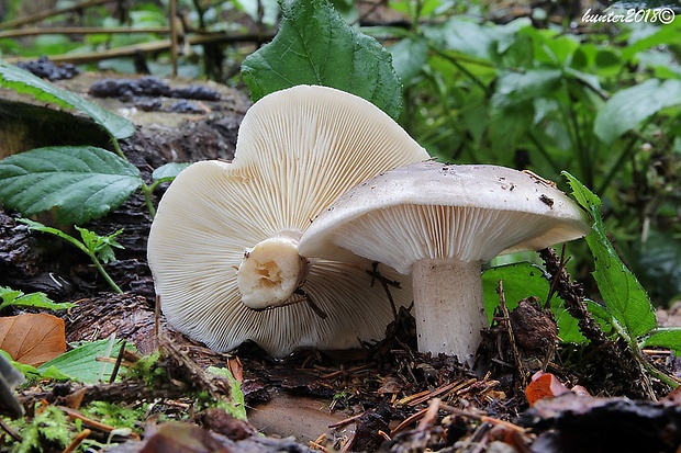 strmuľka inovaťová Clitocybe nebularis (Batsch) P. Kumm.