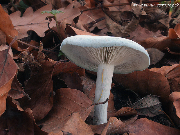 strmuľka anízová Clitocybe odora (Bull.) P. Kumm.