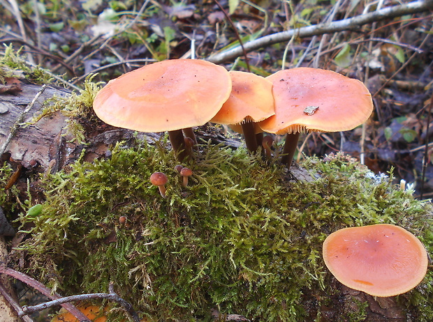 plamienka Flammulina sp.