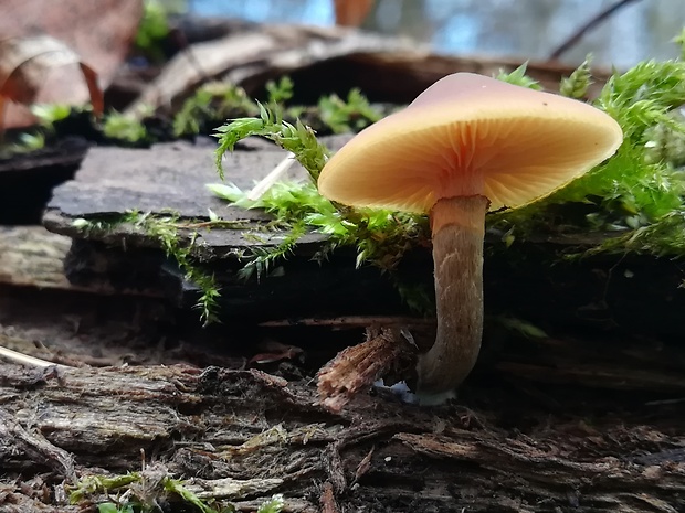 kapucňovka okrovohnedastá Galerina marginata (Batsch) Kühner