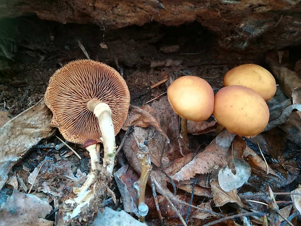 kapucňovka okrovohnedastá Galerina marginata (Batsch) Kühner