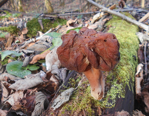 ušiak mitrovitý Gyromitra infula (Schaeff.) Quél.