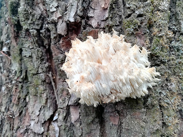 koralovec bukový Hericium coralloides (Scop.) Pers.