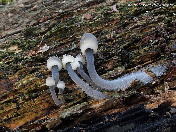 prilbička olivovožltá Mycena cf. arcangeliana Bres.