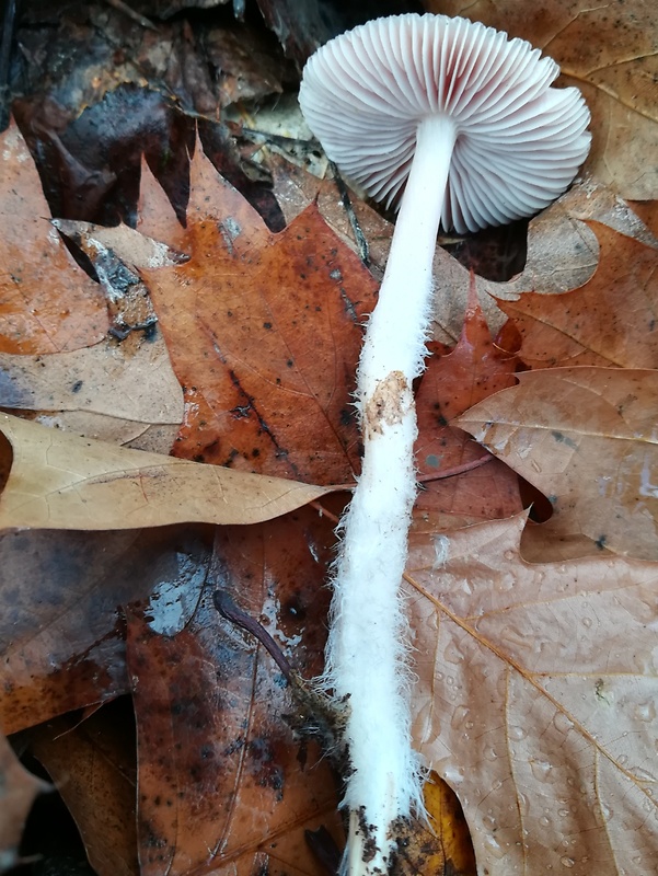 prilbička ružovkastá Mycena rosea Gramberg