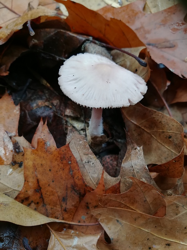 prilbička ružovkastá Mycena rosea Gramberg