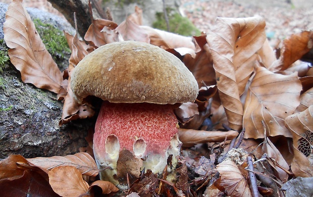 hríb zrnitohlúbikový Sutorius luridiformis (Rostk.) G. Wu & Zhu L. Yang