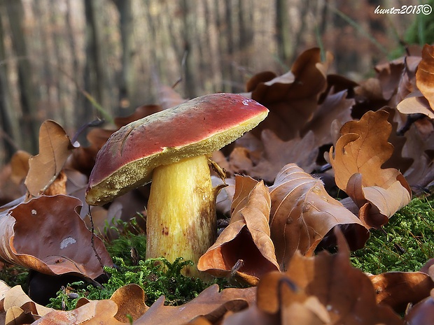 suchohríbnik zamatový Xerocomellus pruinatus (Fr. & Hök) Šutara