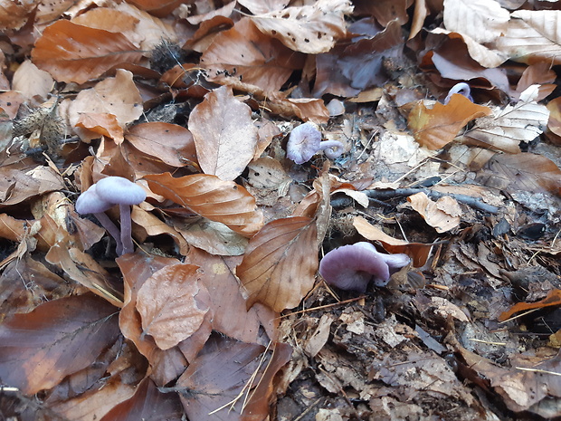 lakovka ametystová Laccaria amethystina (Huds.) Cooke