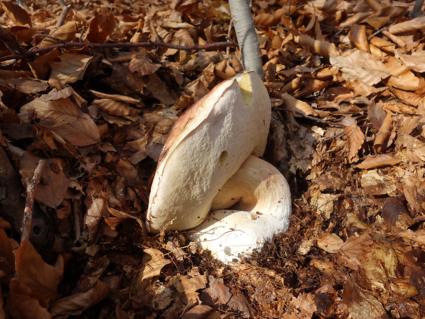 hríb Boletus sp.