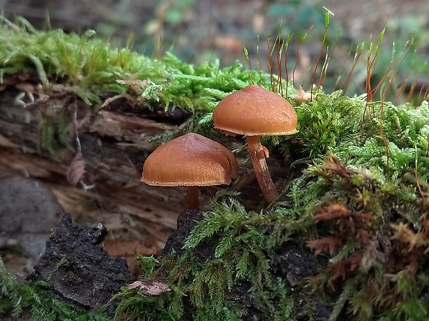 kapucňovka okrovohnedastá Galerina marginata (Batsch) Kühner