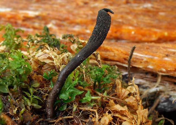 jazýček Geoglossum sp.