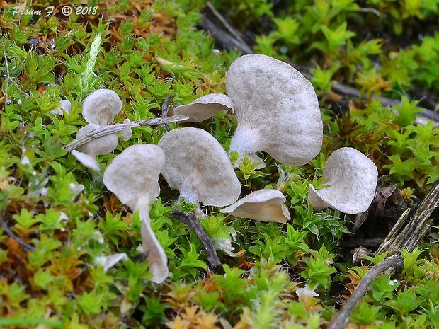 rebrovička lopatkovitá Arrhenia spathulata (Fr.) Redhead