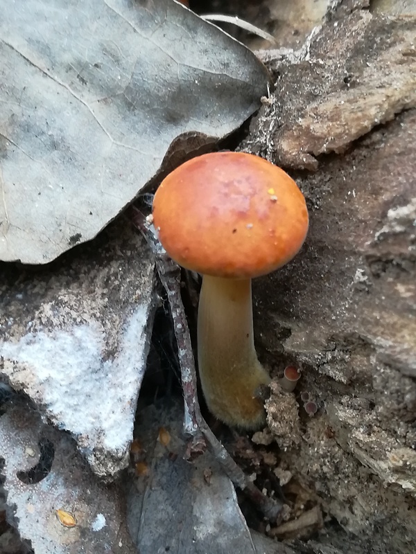 plamienka Flammulina sp.