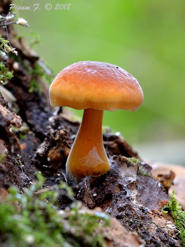 plamienka Flammulina sp.