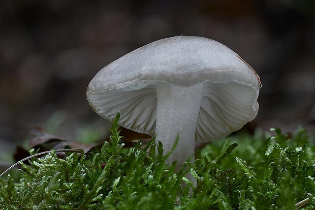 šťavnačka voňavá Hygrophorus agathosmus (Fr.) Fr.