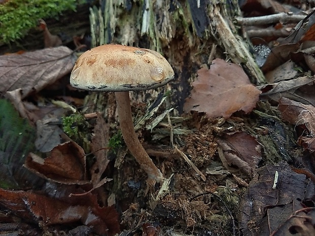 strapcovka Hypholoma sp.