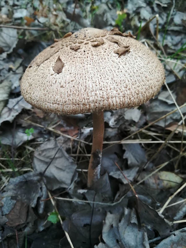 bedľa vysoká Macrolepiota procera (Scop.) Singer