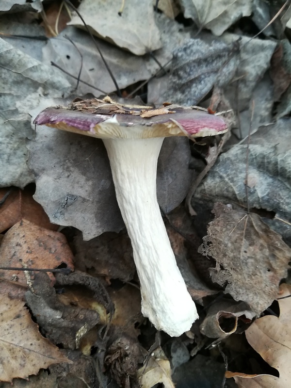 plávka Russula sp.