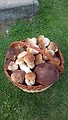 boletus