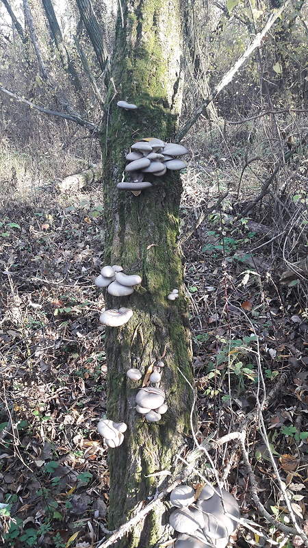 hliva ustricovitá Pleurotus ostreatus (Jacq.) P. Kumm.