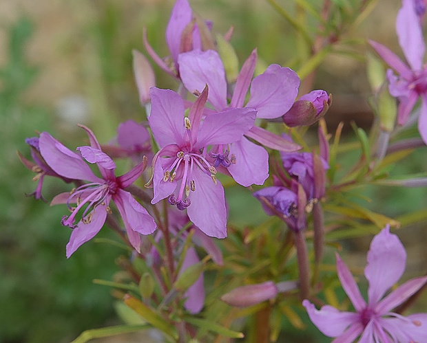 kyprina úzkolistá Chamerion angustifolium (L.) Holub