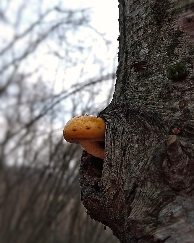 šupinovka Pholiota sp.