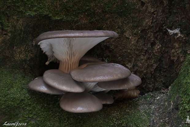 hliva ustricovitá Pleurotus ostreatus (Jacq.) P. Kumm.