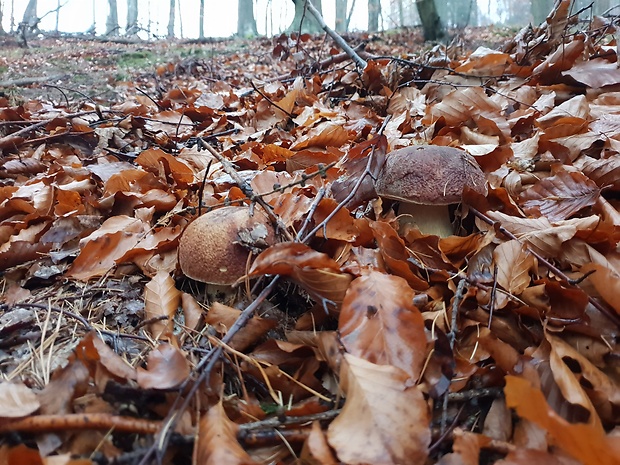 hríb sosnový Boletus pinophilus Pil. et Dermek in Pil.