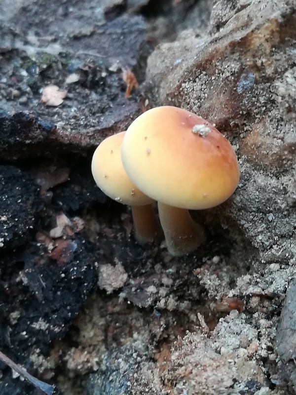 plamienka Flammulina sp.