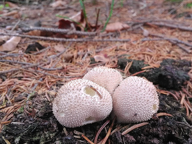 prášnica bradavičnatá Lycoperdon perlatum Pers.