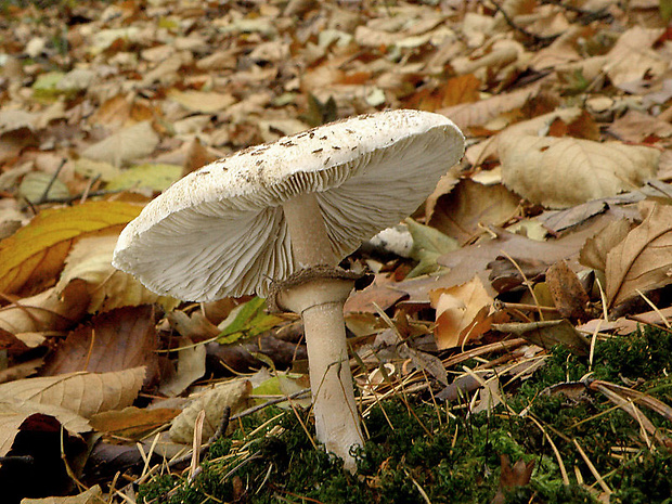 bedľa štíhla Macrolepiota mastoidea (Fr.) Singer