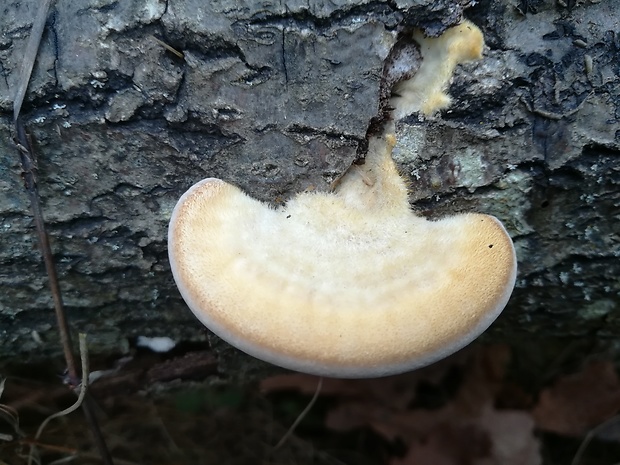 trúdnikovec chlpatý Trametes hirsuta (Wulfen) Lloyd