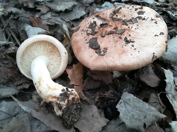 čírovka topoľová Tricholoma populinum J.E. Lange